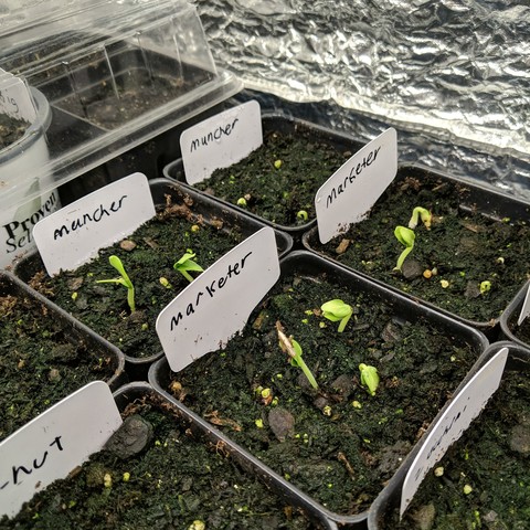 A photo showing 4 square pots that have seedlings emerging from the potting soil. There are two pots marked muncher, and 2 pots marked marketer. There are other pots around them and a corner of a covered tray beyond them.