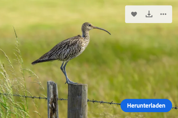 Bildschirmausschnitt von Adobe Stock: Brachvogel auf Pfahl, davor eine Schaltfläche "Herunterladen".