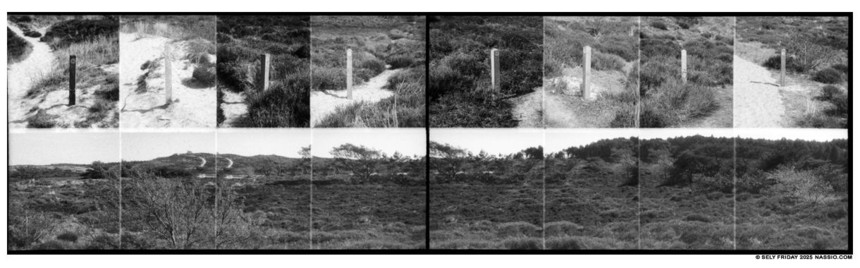 Black and white panorama photograph of 16 different shots on a 35mm camera. Top eight images are of trail marker poles in a sandy shrub environment. Bottom 8 images compose a landscape of short shrubs in front of a dune with low pine trees growing.