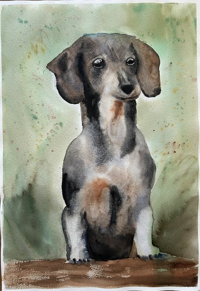 Watercolor picture of a grey short-haired Dachshund painted wet-into-wet.