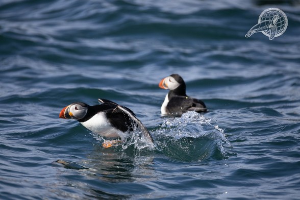 2 Puffins, ein puffin versucht zu starten und spritzt wasser überall hin