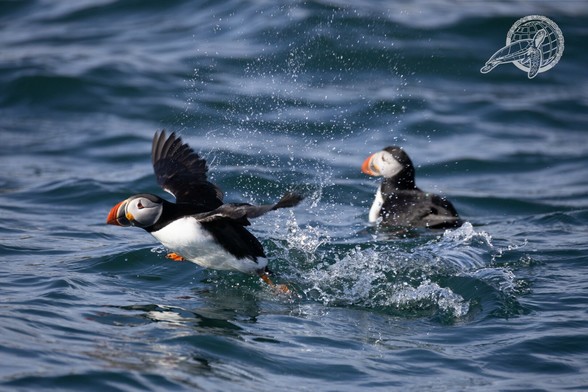 2 Puffins, ein puffin versucht zu starten und spritzt wasser überall hin