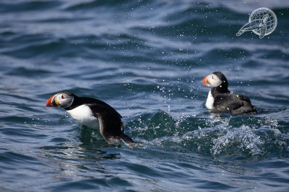 2 Puffins, ein puffin versucht zu starten und spritzt wasser überall hin