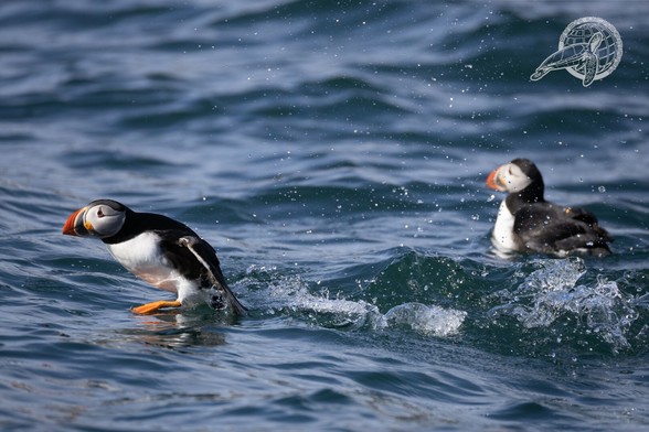 2 Puffins, ein puffin versucht zu starten und spritzt wasser überall hin