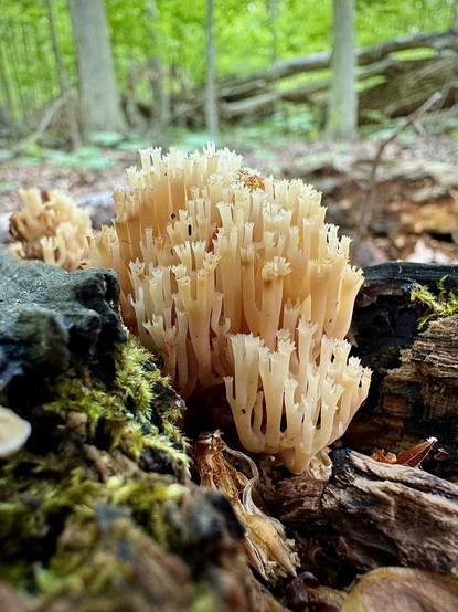 crown-tipped coral mushroom emerging from a decaying and mossy log in a hardwood forest.