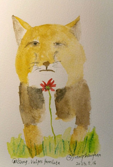 a Tibetan fox smelling at a red flower