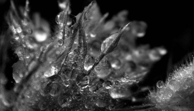 Black and white macro photograph of a pasqueflower (Pulsatilla sp.) covered in water droplets during a downpour. The flower's petals and sepals are covered in hair, trapping the drops. The macro lens's shallow depth of field creates sharp and blurred areas. Light and contrast have been adjusted to accentuate the transparency of the water and the way light is captured and reflected.