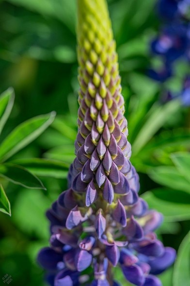 Lupinus polyphyllus, native lupin (in an urban environment it's probably crossed with Russell lupins at some point, but they're a selection on the species).
A single spike of the flowers, early in its development - some flowers are open near the base, deep blue and purple, but it's mostly buds, shading from mature deep blue to yellowish breen at the top. Blurry leaves and another spike in the BG.