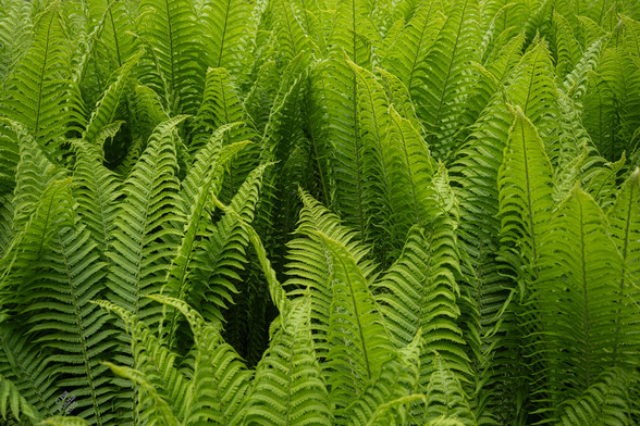 Matteuccia struthiopteris, ostrich fern. The whole frame filled with mostly-fully-opened fronds, feathery and bright yellowy green.