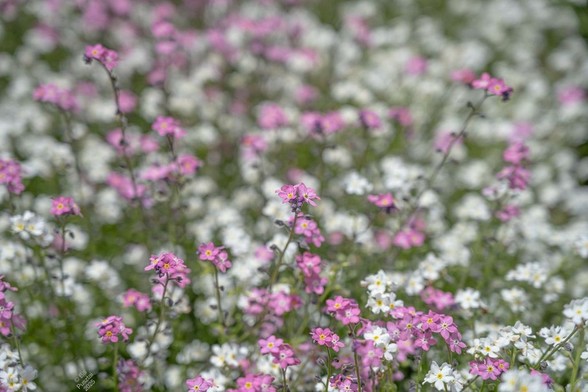 Myosotis cultivar probably Myosotis sylvatica, forget-me-not. I think these are probably colour sport selections of the species - shown are clusters of tiny pink flowers mixed with clusters of tiny white flowers, both shaped like the standard blue forget-me-nots.