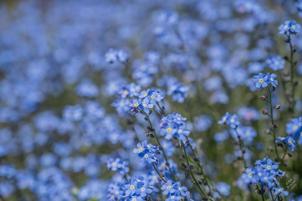 Myosotis cultivar, probably Myosotis sylvatica, forget-me-not. Shown are clusters of tiny blue flowers with yellow-in-white "eyes", on the ends of long delicate stems. In the background may more of the same.