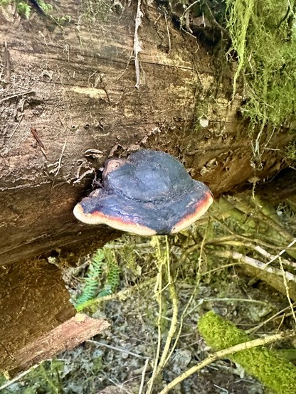 A polypore mushroom on the side of an old fallen tree. It has a broad pancake shaped section and a taller lump in the middle. The edge is light and pale, with a red ring, and most of the top surface is a purplish black, like molasses poured over a breakfast.