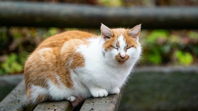 Hier lebt Katze Lucy aus dem Giraffenhaus jetzt