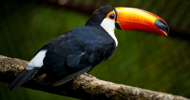 Dix toucans morts découverts dans un camion en Moselle : Actualités