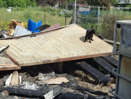 après l’incendie de son abri pour chats errants, une bénévole attristée
