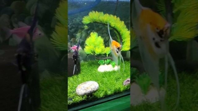 My Aquarium 😍😍🐟🐠 #fish #aquarium #amazing #fishtank