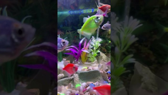 yang kecil ketakutan #glowfish #fish #aquascapelowtech #aquarium #aquascapegallery #aquariumfish