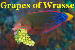 A colorful Wrasse fish carries a bunch of grapes for the Grapes of Wrasse