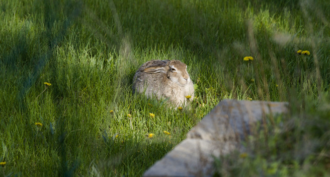 A white-tailed jackrabbit (which is a species of hare native to the Canadian prairies, and not actually a rabbit at all) lies in the grass in a backyard, in a small patch of sunbeam in the late afternoon as the rest of the yard dips into shadow.

His coat is mottled brown with a bit of white mixed in.  His ears are back, flat against his body, and his eyes are barely open as slits.  He appears to be quite relaxed.