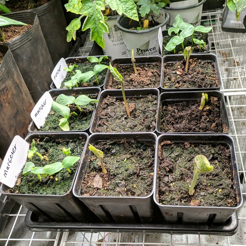 A photo showing 10 tall square pots with vegetable seedlings that have sprouted. There are 4 cucumber pots and 6 scarlet runner bean pots. There are some other pots with tomatoes at the far end of the tray. These are in the grow tent.