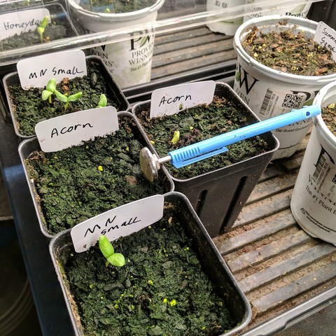 A photo showing 4 tall square pots, 2 with small Minnesota midget m*usk melons, and 2 with bush acorn squash.