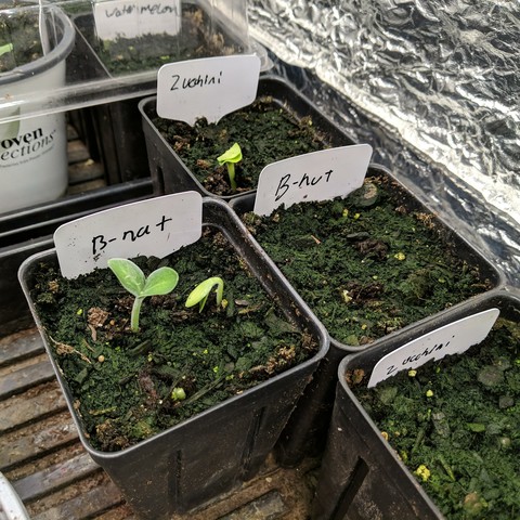 2 pots with bush butternut squash, and 2 with black beauty zucchini. These are on the bench under lights that have a curtain around them.