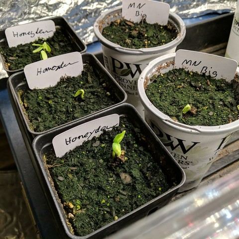 3 honey dew pots, and 2 round pots with Minnesota midget m*usk melons but saved from bigger fruit that were on one plant.