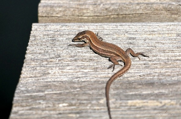 Un lézard de couleur brun clair avec deux bandes claires sur le côté et une bande plus foncée entre les deux lignes claires. Il est étalé sur une planche de bois grisâtre et rainurée. Sa tête est pointée vers le bas et son oeil nous regarde avec intérêt.