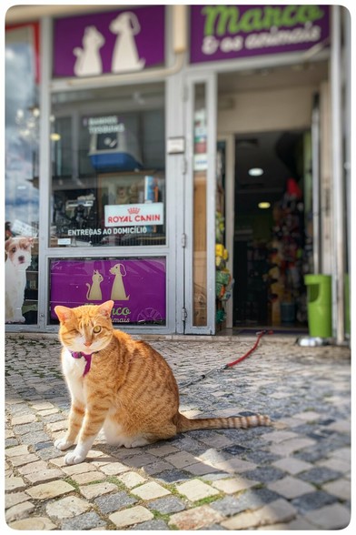 An one eyed orange cat sits in front of a pet shop entrance, wearing a collar with a leash. The shop displays a sign for "Royal Canin" and features pet-related merchandise in the background.