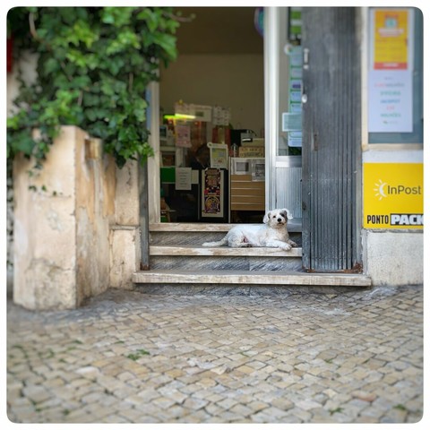 A small, white dog lies on the steps in front of a shop entrance. The doorway is partly open, revealing some interior items. Surrounding greenery and cobblestone pavement add to the scene.
