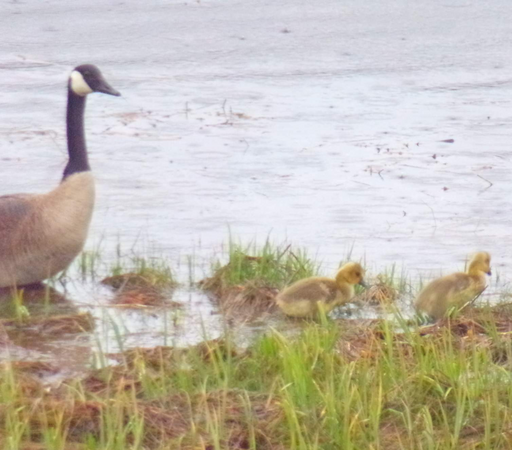 A mother goose, with two tiny fuzzy brown-grey-yellow goslings. They are shorter than the blades of grass, often that's all you see moving