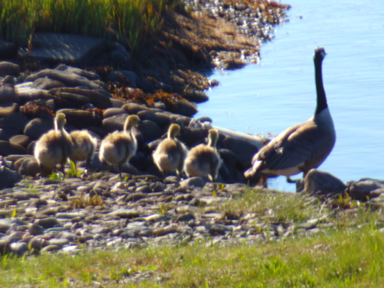 About five fuzzy brown and white goslings in a row, next to Mom on the right. She has her head up, alert and watching for anything (except me) that might be a danger. My lawn runs into a rocky shoreline, and they stand on the edge and eat, getting closer to the house each time.
Always within easy access to the ocean again, if threatened.