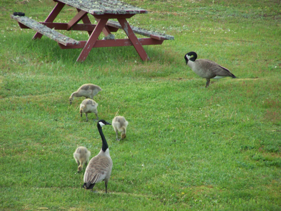 A weathered and moss covered picnic table. In front of it, are two large Canada Geese, and four smaller goslings, darker now but no black on their heads yet.