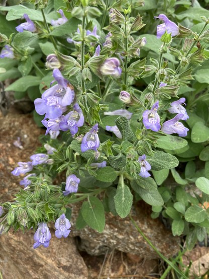 A cluster of leafy upright branches at the edge of a patch of sage is covered in small lavender blossoms.
