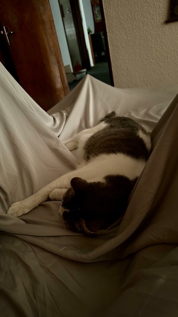 A white and gray cat, asleep on the bed between G and myself.