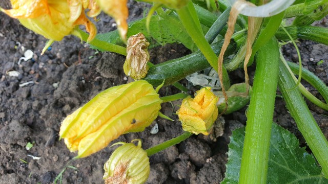 First zucchini of the year