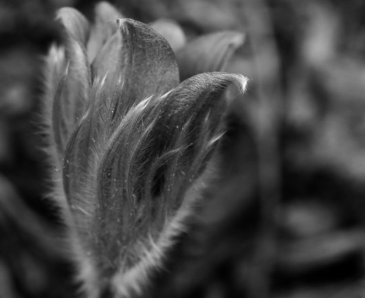 Macro photograph, in black and white, of a pasqueflower (Pulsatilla sp.), just starting to open and seen from the side. Each linear sepal is covered with very fine and smooth hair that catches the light. In the middle, the pointy petals also have hair on the outside and at their very tip.