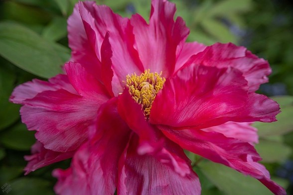 Paeonia suffruticosa cultivar. A fully double flower with stiff deep pink textured petals opens to show a pouf of golden stamens and pistils. In the BG greygreen leaves and a few blurry bluebells.