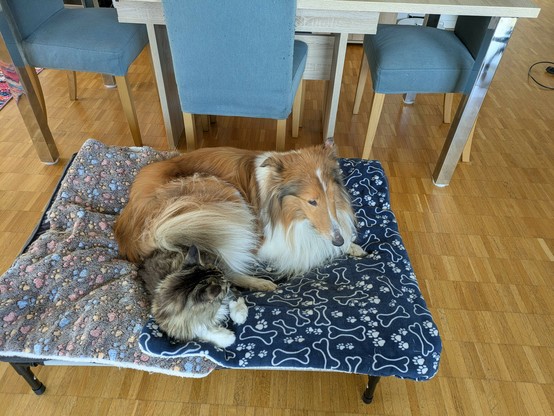 A sable Rough Collie sitting on top of black tabby with white Maine Coon on big pet lounger