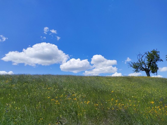 Prairie fleurie et ciel bleu azur, avec au fond, un vieux cerisier
---
Flowery meadow and azure sky, with an old cherry tree in the background