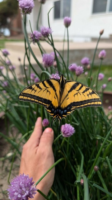 a yellow swallowtail butterfly rests on a purple chive flower