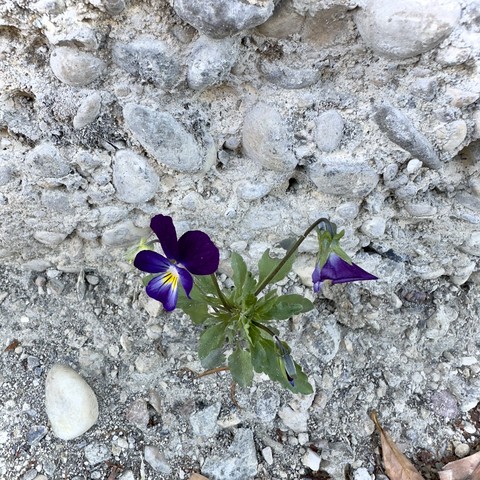 Au pied d’un mur en ciment et caillasse,  dans un fossé creusé pour des travaux sur la route, sur la pierraille, deux petites fleurs de pensées seules dans ce lieu vierge de toute verdure. On voit également des morceaux de feuilles sèches tombées au sol, provenants de la haie de lauriers qui pousse de l’autre côté du mur.