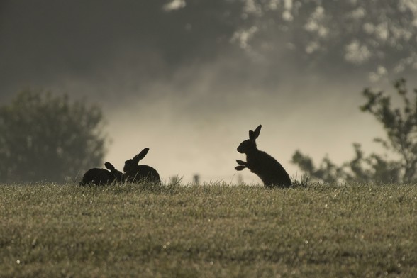 Three hares sitting in a field on a foggy morning. The two to the left huddled together while a little bit to the right of them, one is standing on its hind legs with its front paws forward. In the background the morning mist slowly burning away in the rising sun.