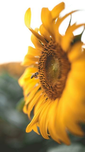 Das Bild zeigt eine Sonnenblume in voller Blüte, deren leuchtend gelbe Blütenblätter im Vordergrund scharf und detailreich dargestellt sind. Im Zentrum der Blüte befindet sich der dunkelbraune, buschige Mittelblütenkranz, der mit Samen und Pollen bedeckt ist. Ein Bienenfliege ist auf dem Mittelblütenkranz zu sehen, was auf die Pollinierung hinweist. Der Hintergrund ist verschwommen und zeigt weitere Sonnenblumen, was auf eine Sonnenblumenwiese hinweist. Die Sonnenblume ist in einem warmen, natürlichen Licht gefilmt, das die Farben hervorhebt und eine ruhige, friedliche Atmosphäre schafft.

Bereitgestellt von @altbot, privat und lokal generiert mit Ovis2-8B

🌱 Energieverbrauch: 0.224 Wh