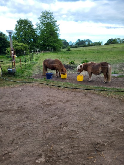 Bild von zwei kleinen Ponys die gerade am Essen sind. Im Hintergrund sieht man grüne Bäume und Wiesen. Die Ponys befinden sich vorne in der Mitte des Bildes. Aufgrund ihrer Zucht haben sie eine sehr lange Mähne.