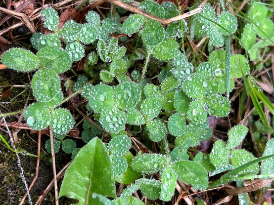 Closeup of a patch of clover leaves. There are no flowers, but the green trifoliate leaves are dotted about their surfaces and edges with many tiny water droplets.
