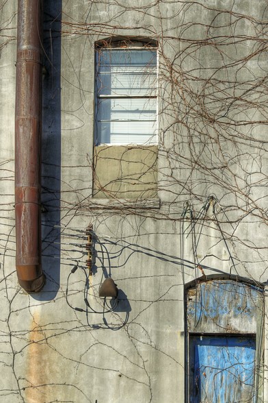 Vines on a weathered wall 
Vines creep over the weathered walls of an old building, with rusted pipes and faded paint suggesting years of exposure