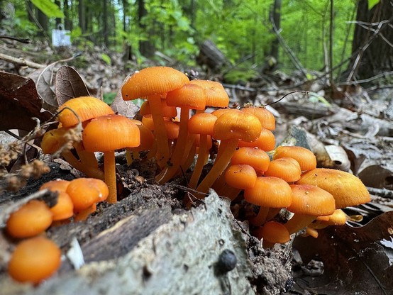 A cluster of what I think are orange mycena  mushrooms emerging from a decaying log in a forest. They are small and a vibrant orange color.
