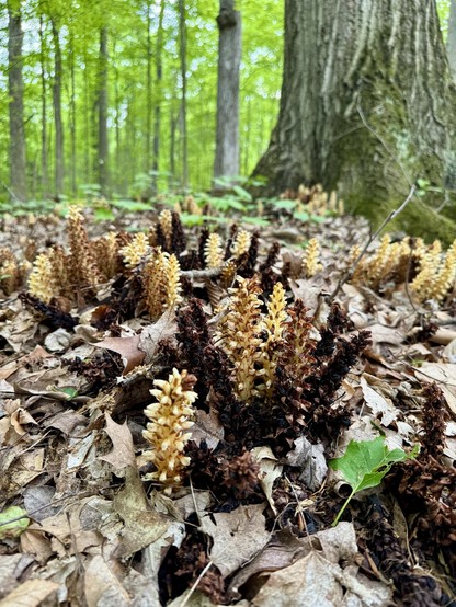 A patch of bear corn (Conopholis americana), sometimes called American cancer-root, growing at the base of a large hardwood tree in a forest.