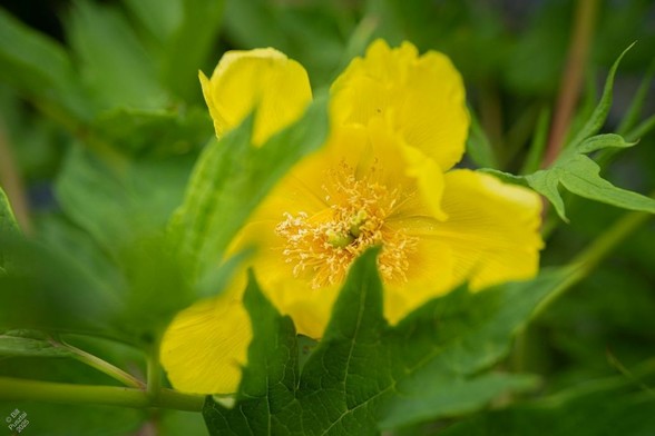 Paeonia delavayi syn P lutea, species yellow tree peony. An intensely  golden single flower with many gold stamens surrounding green pistils. Partially hidden by, and surrounded by, the finely divided leaves.